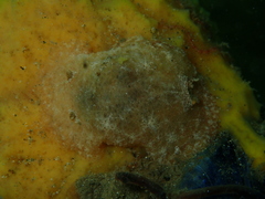 Sclerodoris tarka