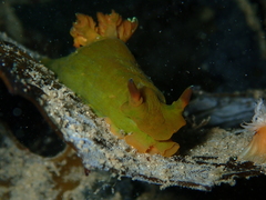 Tambja dracomus