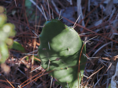 Opuntia austrina