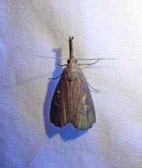 Hypena subvittalis