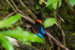 Ancyluris inca formosa