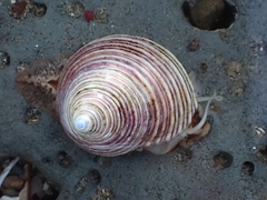 Calliostoma canaliculatum