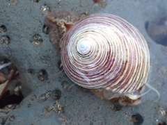 Calliostoma canaliculatum