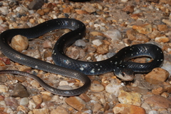 Coluber constrictor anthicus