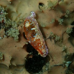 Chromodoris alternata