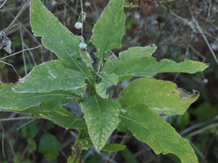 Verbesina virginica