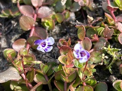Lindernia grandiflora