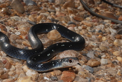 Coluber constrictor anthicus