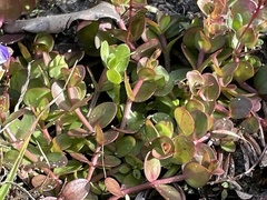 Lindernia grandiflora