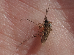 Aedes sollicitans