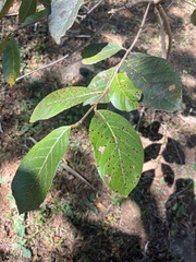 Psidium guajava