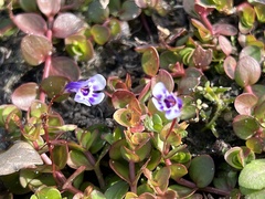 Lindernia grandiflora
