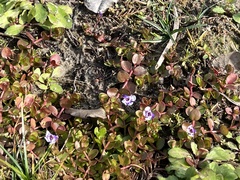 Lindernia grandiflora
