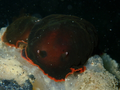 Dendrodoris arborescens
