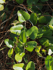 Smilax auriculata