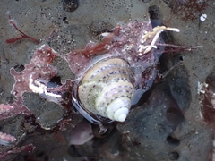 Calliostoma tricolor