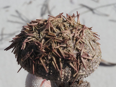 Lytechinus variegatus