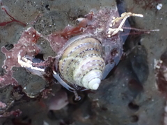 Calliostoma tricolor