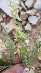 Astragalus racemosus