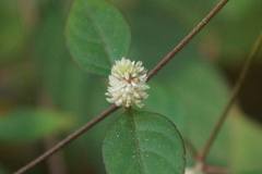 Alternanthera bettzickiana