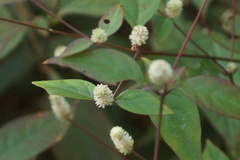 Alternanthera bettzickiana