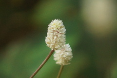 Alternanthera bettzickiana