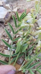 Astragalus racemosus