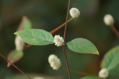 Alternanthera bettzickiana