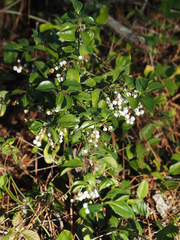 Chiococca alba