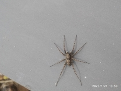 Arctosa perita