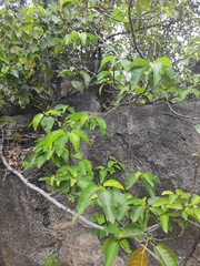 Ficus dalhousiae