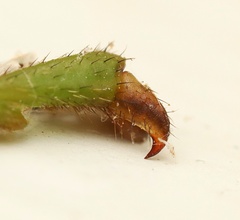 Acanthoxyla prasina