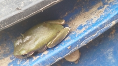 Hyla chinensis