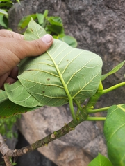 Ficus dalhousiae