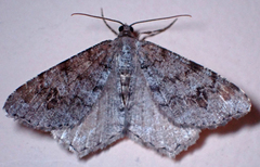 Macaria signaria