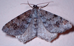 Macaria signaria