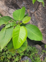 Ficus dalhousiae