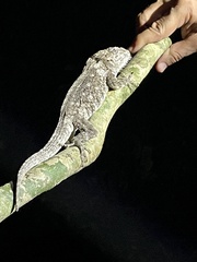 Anolis chamaeleonides