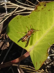 Polistes dorsalis dorsalis