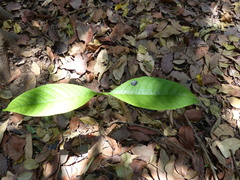Tabernaemontana alternifolia