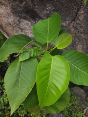 Ficus dalhousiae