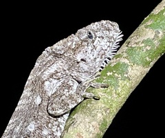 Anolis chamaeleonides