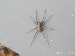 Arctosa perita
