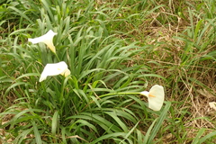 Zantedeschia
