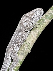 Anolis chamaeleonides