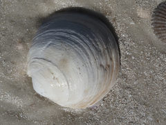 Anodontia alba