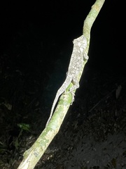 Anolis chamaeleonides