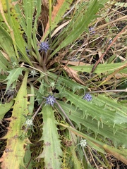 Eryngium vesiculosum
