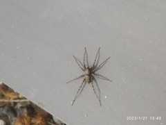 Arctosa perita