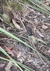 Acanthophis antarcticus